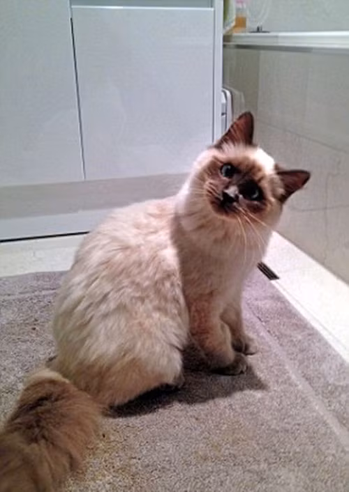 Xem thêm một số hình ảnh về cô mèo bối rối đáng yêu và dũng cảm này.