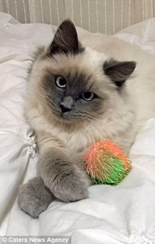 Thời gian đầu khi Tilly mới được cứu, cô mèo đã phải trải qua quãng thời gian khó khăn nhất trong cuộc đời để thích nghi với việc đầu mình bị nghiêng vĩnh viễn. Tilly thậm chí không thể đứng dậy hay đi lại một cách bình thường.