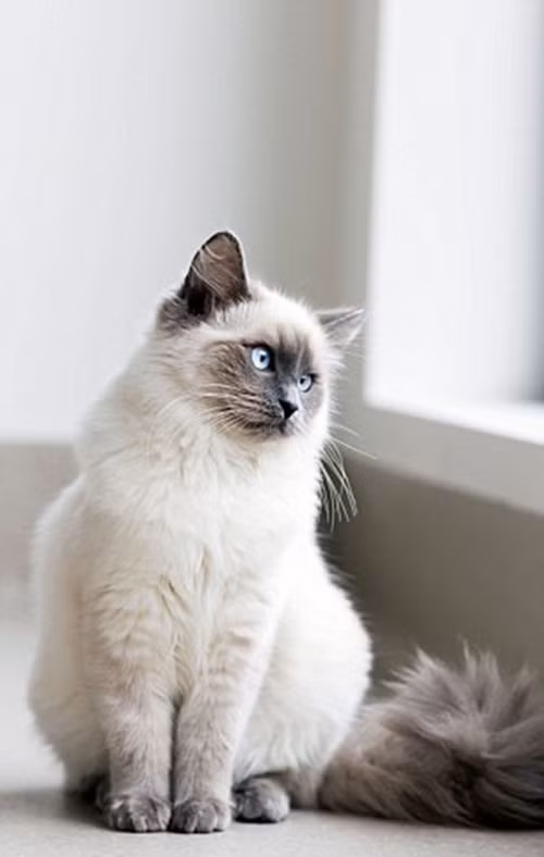 Tuy nhiên, giờ đây Tilly đã hoàn toàn thích nghi được với hoàn cảnh, mặc dù vẫn còn có chút khó khăn khi di chuyển nhưng cô mèo nghị lực vẫn vui vẻ, lạc quan khắc phục.