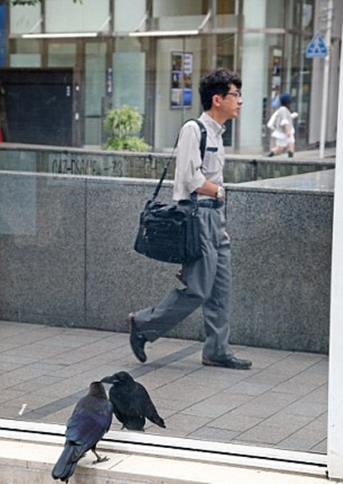 Xem thêm hình ảnh khác về chú quạ tự mãn ngắm bản thân mình quên hết sự đời.