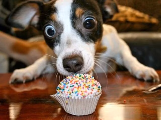 Chỉ với biểu hiện này, chú chó hảo ngọt này chắc chắn sẽ chén sạch chiếc bánh cupcake trong nháy mắt. 