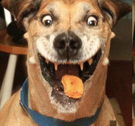 Mặc dù món ăn nóng bỏng lưỡi nhưng con chó này nhất định không nhả món ngon đã tới miệng của mình, tất cả chỉ vì tính tham ăn. 