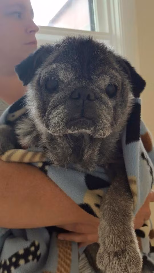 Khi thấy tình trạng của chú chó tội nghiệp, mẹ của bé Malory đã phải thốt lên: "Thật là khủng khiếp, tôi không thể hiểu nổi tại sao có người nỡ đối xử tàn nhẫn như thế với một chú chó".