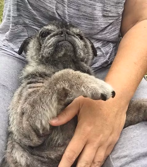 Khi mới được cứu thoát, tình trạng của chú chó rất tồi tệ, chứng tỏ chú chó bị ngược đãi rất tàn nhẫn. Chú bị bỏ đói lâu ngày, mất nước, mắc một số loại bệnh về da nghiêm trọng, chấn thương cột sống cổ, gãy đuôi, nhiễm trùng ở cả hai tai, răng hỏng, mắt cực kỳ khô, không còn dịch bảo vệ và suy thận nhẹ.