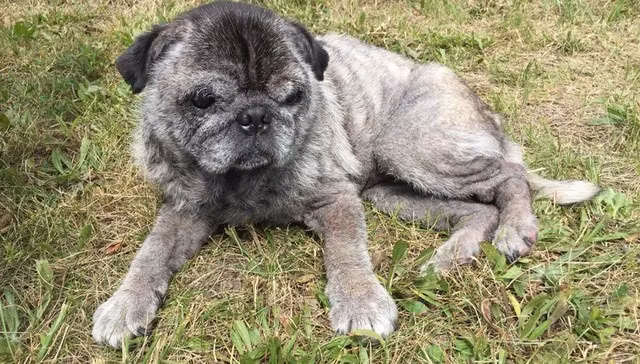 Ngay lập tức, chú chó tội nghiệp đã được dùng thuốc kháng sinh, dùng thuốc nhỏ mắt, tắm gội bằng dầu đặc biệt. Hiện tại chú chó đã được đặt tên mới là Teddy và được các nhân viên hội cứu hộ động vật địa phương chăm sóc cẩn thận.