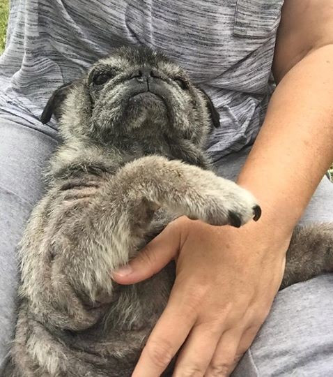 Khi mới được cứu thoát, tình trạng của chú chó rất tồi tệ, chứng tỏ chú chó bị ngược đãi rất tàn nhẫn. Chú bị bỏ đói lâu ngày, mất nước, mắc một số loại bệnh về da nghiêm trọng, chấn thương cột sống cổ, gãy đuôi, nhiễm trùng ở cả hai tai, răng hỏng, mắt cực kỳ khô, không còn dịch bảo vệ và suy thận nhẹ.