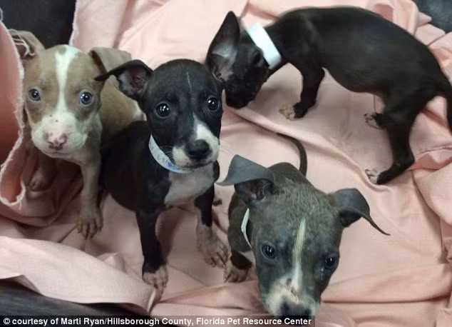 Kinh khiếp hơn là cảnh sát đã tìm thấy những mảnh thi thể còn sót lại của một con chó con đã chết. Theo phỏng đoán, con chó con đã gục ngã và chết bởi đói bụng và không chống chọi nổi cơn khát cùng cái nóng.