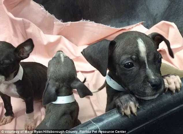 Cảnh sát ở Tampa, Florida đã tìm thấy một con chó mẹ và đàn con bị chủ nhân nhốt trong lồng, đặt ở ngoài trời dưới cái nóng như thiêu như đốt mà không cho ăn không cho uống.