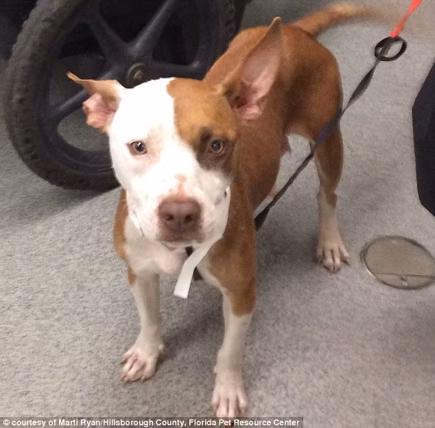 Câu chuyện kinh hoàng xảy ra ở Tampa, Florida, Mỹ. Chỉ vừa mới hạ sinh một đàn chó con nhưng con chó mẹ giống Pitbull này đã phải nếm trải những khoảnh khắc kinh khủng nhất trong cuộc đời. Bị chủ nhân dồn đến đường cùng, buộc phải ăn thịt con để duy trì sự sống và cung cấp sữa cho những đứa con khác.