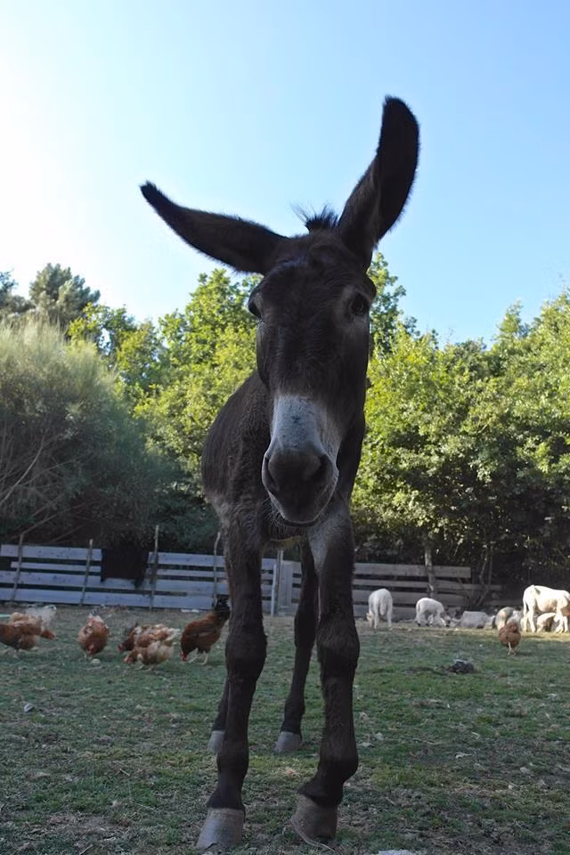 Những nhân viên cứu hộ đã ngay lập tức lập kế hoạch để giải cứu chú lừa già đáng thương. Tuy nhiên, họ lại không có có phương tiện để di chuyển Fernando. Cái khó ló cái khôn, những nhân viên ở đây đã "cầu cứu" trên Facebook và nhận được một hồi đáp từ một người lính cứu hỏa đang nghỉ phép.