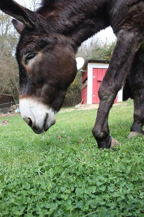 Tuy nhiên, rất may mắn là Fernando đã gặp được một người phụ nữ tốt bụng, khi đang dắt chó đi dạo, người phụ nữ này đã phát hiện ra Fernando đang trong tình trạng nguy khốn. Cô ngay lập tức liên hệ với trại cứu hộ động vật Mino Valley.