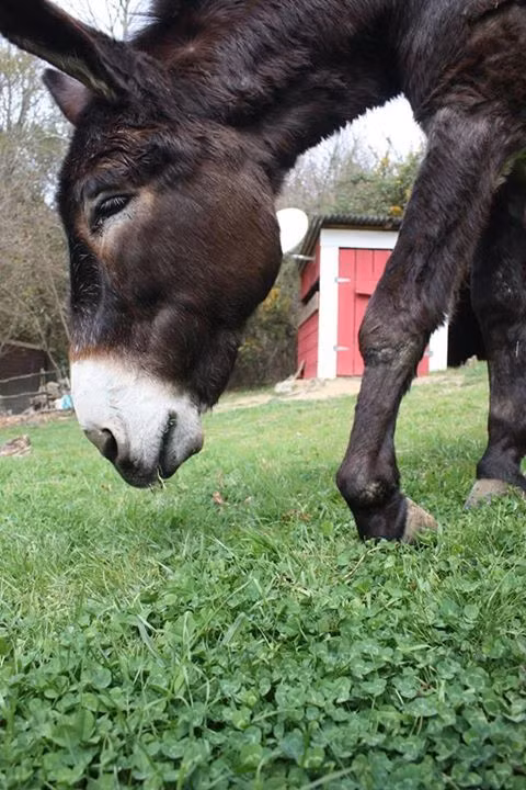 Tuy nhiên, rất may mắn là Fernando đã gặp được một người phụ nữ tốt bụng, khi đang dắt chó đi dạo, người phụ nữ này đã phát hiện ra Fernando đang trong tình trạng nguy khốn. Cô ngay lập tức liên hệ với trại cứu hộ động vật Mino Valley.