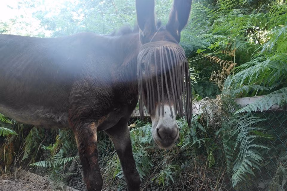 Tuy nhiên, khi đến khu rừng mà Fernando bị bỏ lại, trời bắt đầu đổ mưa. Những nhân viên cứu hộ rất vất vả và đã có lúc tuyệt vọng vì tưởng như không thể tìm thấy chú lừa già.
