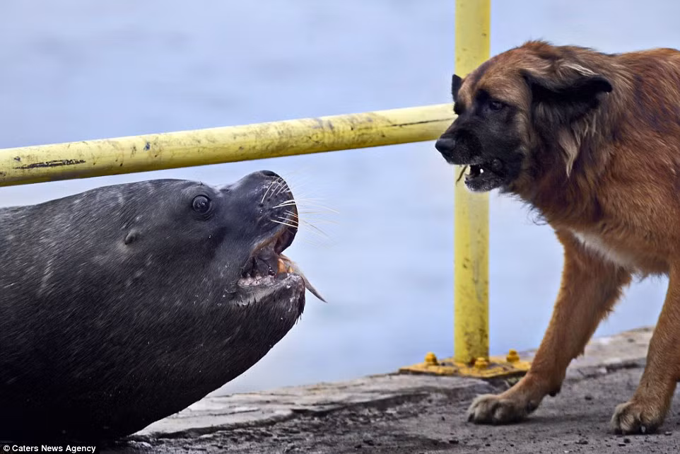 Cả chó săn và hải cẩu ra sức hằm hè, kêu gào, nhe nanh gầm gừ để tỏ rõ thái độ không khoan nhượng của mình. Tuy nhiên cuối cùng thì với chiêu "lấy thịt đè người", hải cẩu khoe hàm răng sắc nhọn, lớn hơn răng của con chó đã chiến thắng.