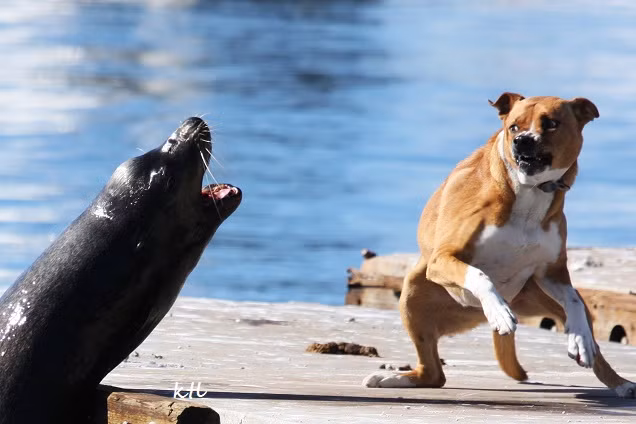 Có lẽ "mối thù" này sẽ không bao giờ chấm dứt.