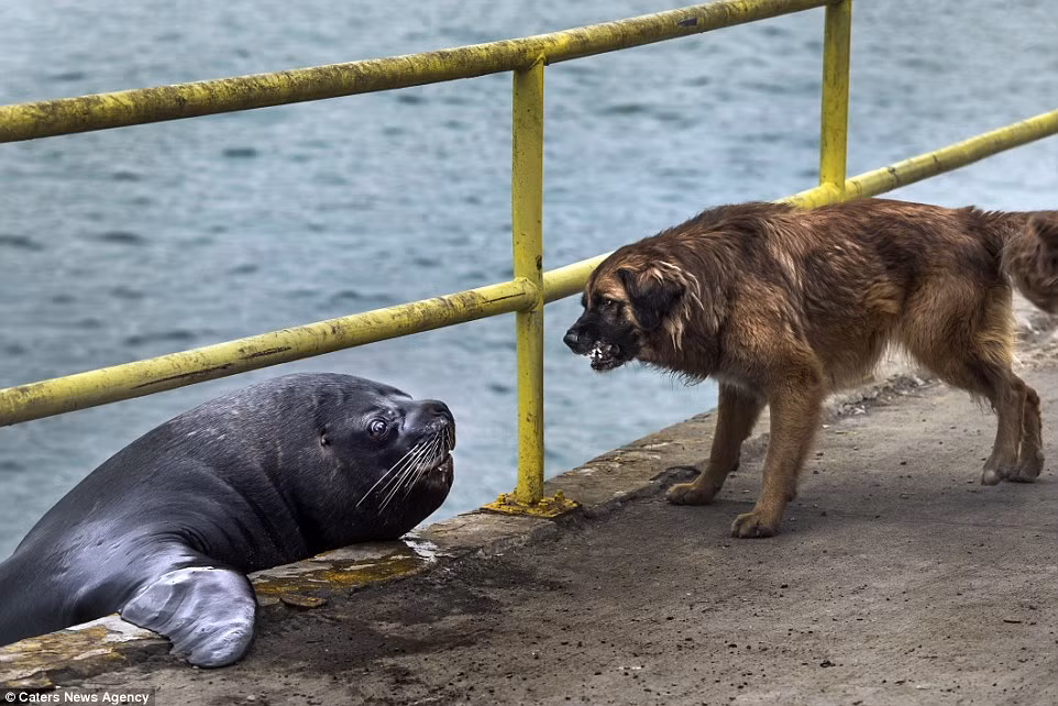 Nhiếp ảnh gia Alberto Ghizzi Panizza, người đã nhanh tay chụp lại được khoảnh khắc thú vị này cho biết, khi con cá được vứt trên mặt đất, ngay lập tức đã xảy ra trận chiến tranh giành thức ăn kịch liệt giữa hải cẩu và chó săn.