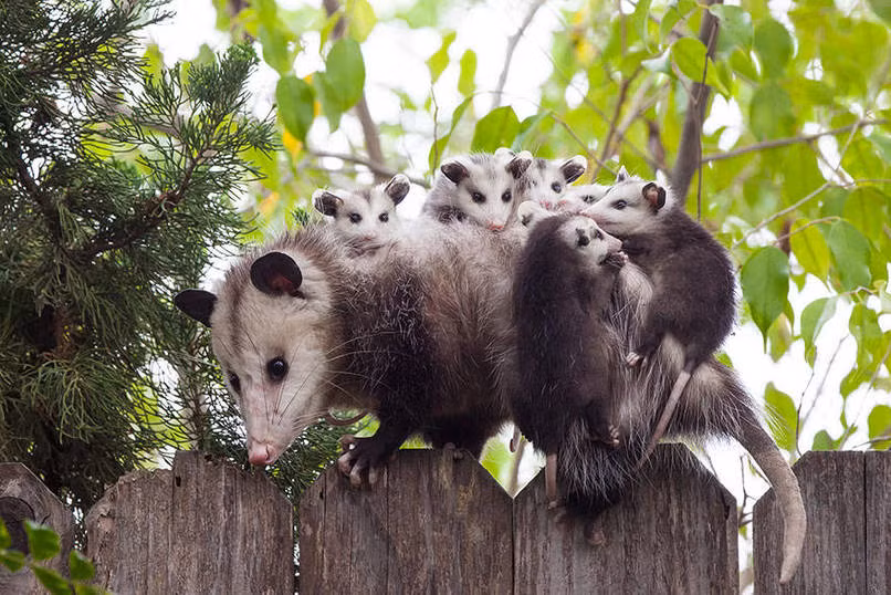 Cõng cả một đàn con nheo nhóc trên lưng, bà mẹ động vật này không thể nào cười nổi khi được chụp ảnh.