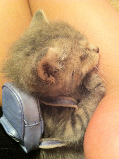 Đeo cặp trên lưng nhưng vẫn cố gắng ngủ, bản chất lười của mèo con không thay đổi dù cho đã đến năm học mới.