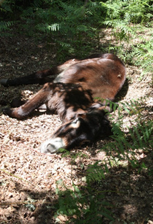 Fernando, một chú lừa Tây Ban Nha đã làm việc quần quật suốt 20 năm cho chủ, Tuy nhiên khi già yếu, bị chấn thương ở chân, không thể tiếp tục lao động, con lừa già bị chủ nhân ruồng rẫy, vứt bỏ trong rừng, mặc kệ sống chết.