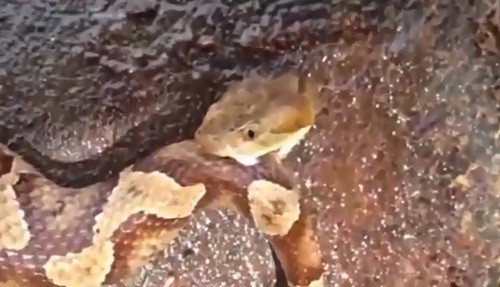 Cut dau, ran doc van tu an thit chinh minh