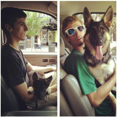 Cao bằng cậu chủ khi ngồi nhưng con chó này vẫn nghĩ mình còn bé lắm, mình xứng đáng được ngồi trong lòng cậu chủ khi lái xe.