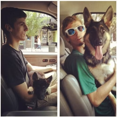 Cao bằng cậu chủ khi ngồi nhưng con chó này vẫn nghĩ mình còn bé lắm, mình xứng đáng được ngồi trong lòng cậu chủ khi lái xe.