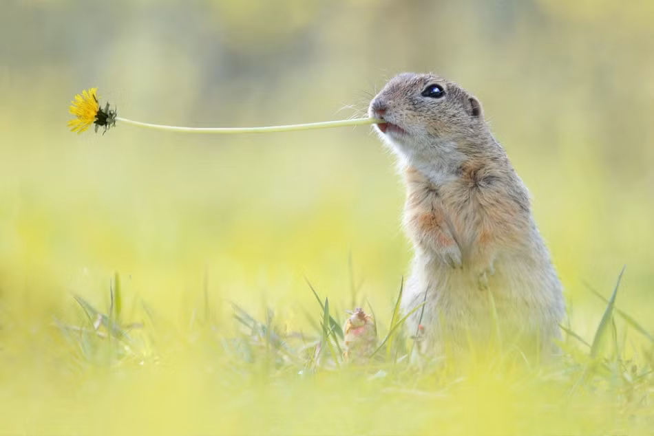 Một chú sóc cô đơn khác lại ngậm hoa chờ đợi một tình yêu đến với mình.