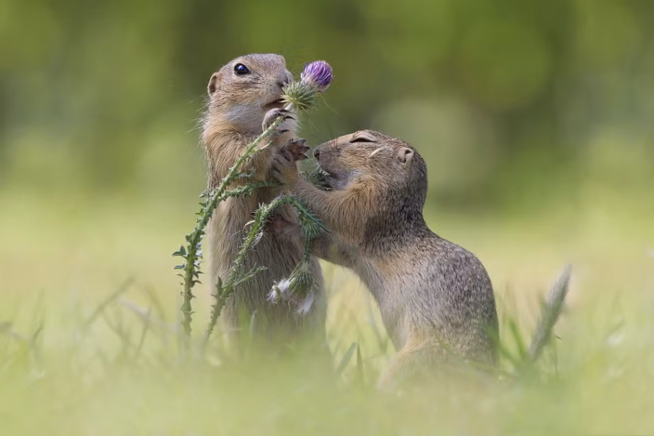Tiếp theo là đến thời gian hẹn hò, rất nhiều đôi sóc đã tìm thấy tình yêu trên đồng cỏ đầy nắng, đầy gió, thoang thoảng mùi cỏ thơm này.