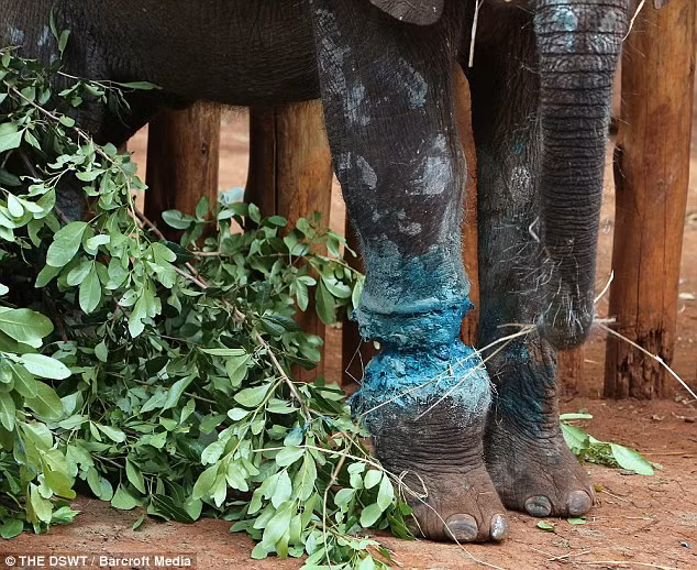 Rất may là chú voi con không bỏ cuộc, chú đã cố gắng cầm cự đến khi được cứu. Sau khi được cứu, Simotua cũng rất phối hợp điều trị, vết thương đã được xử lý sạch sẽ, dùng kháng sinh và sau hai tuần Simotua có thể đi lại làm quen với các bạn voi khác.