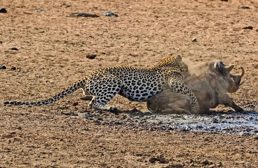 Dù cố gắng đến đâu, lợn nanh sừng cũng bị báo đốm bắt lại một cách dễ dàng.