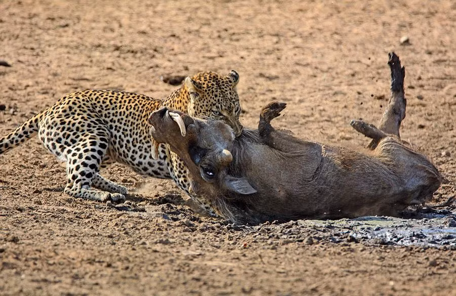Báo đốm cắn một nhát chí mạng, kết liễu sinh mệnh của con lợn nanh sừng xấu số.
