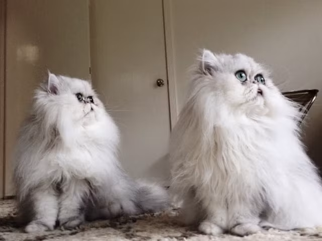 Người hâm mộ của chú mèo này thường xuyên thắc mắc về cặp mắt đặc biệt của hai chú mèo và rất thích thú khi những hình ảnh về cuộc sống của Manchego và Chipotle được cập nhật.