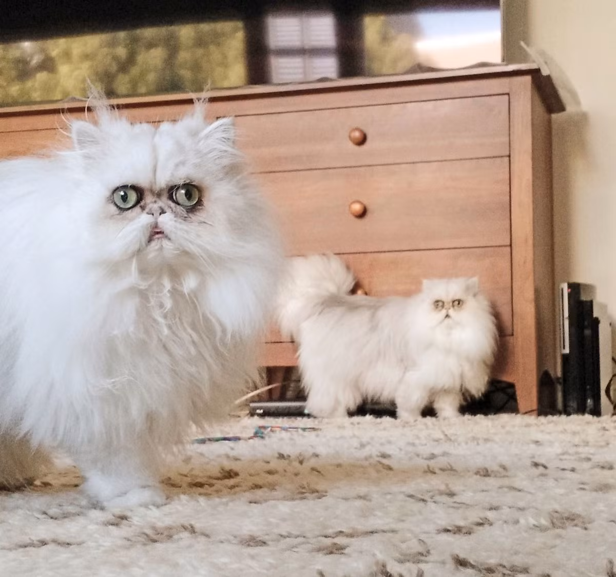 Manchego và Chipotle đang sống một cuộc sống rất vui vẻ và hạnh phúc bên nhau cùng với vợ chồng chủ nhân.