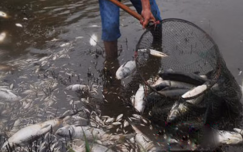 Trong ảnh là một nông dân, thành viên của gia đình ông Vương Đông Tiên đang vớt cá chết. 