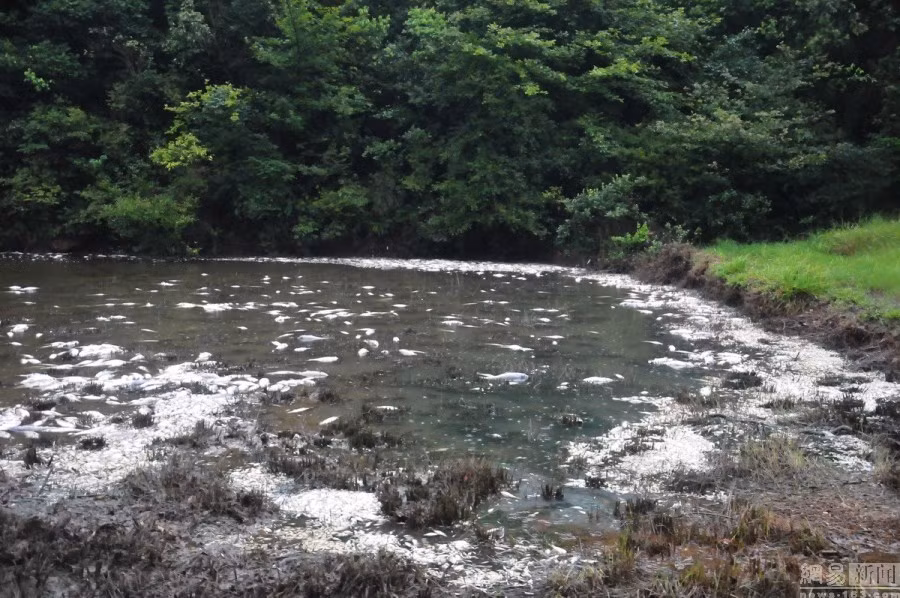 Hàng ngàn con cá chết bí ẩn đã khiến nước hồ ở đây trở nên ô nhiễm nặng nề. Cả một vùng không gian rộng lớn nồng đậm mùi cá chết tanh hôi, vô cùng khó chịu. 