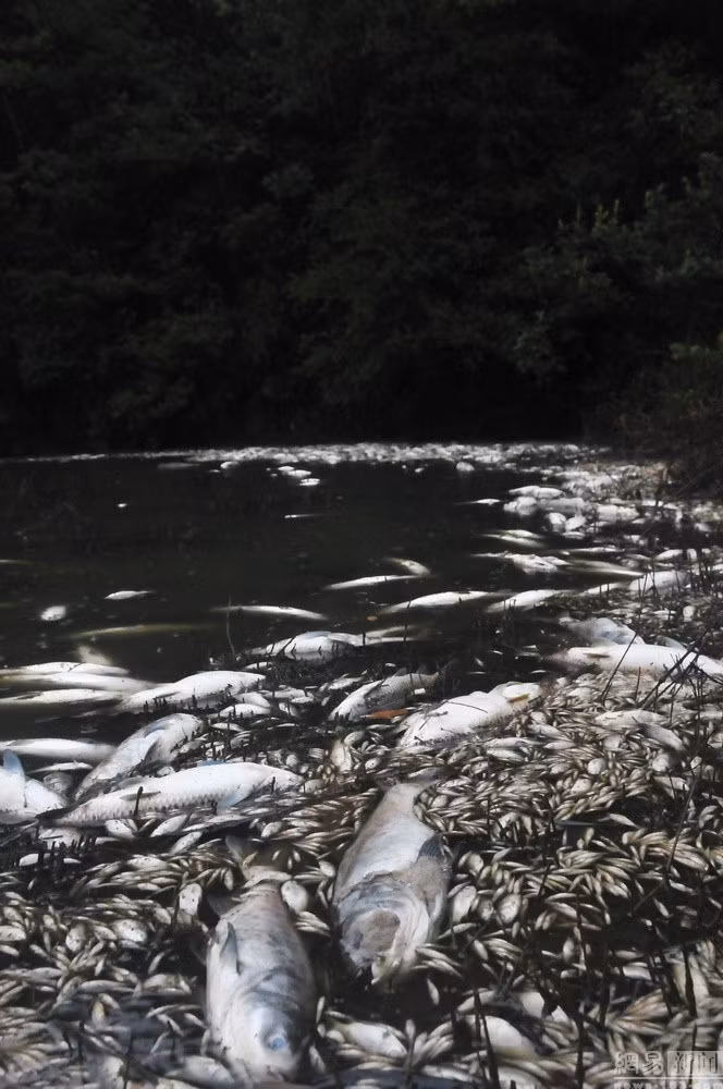 Cá lớn cá nhỏ trong hồ đều chết thảm.