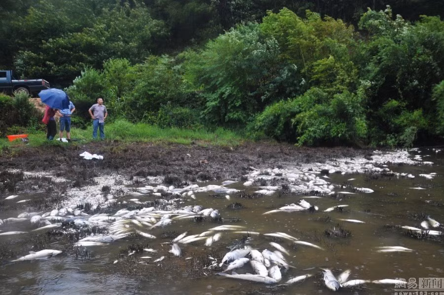Hiện nay lượng cá chết đã lên tới gần 8,5 tấn. Bà Vương nghi ngờ có người thả độc xuống nước nhưng cho tới hiện này vẫn không rõ lý do. 