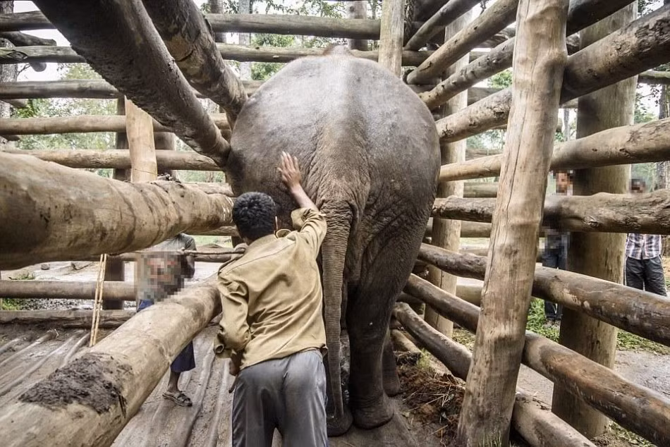 Phóng viên Liz Jones vẫn đang tiếp tục công việc vạch trần những tội ác trong khi liên tục kêu gọi nâng cao nhận thức của người dân về tầm quan trọng của việc bảo vệ loài voi, ngưng ngược đãi loài động vật này.