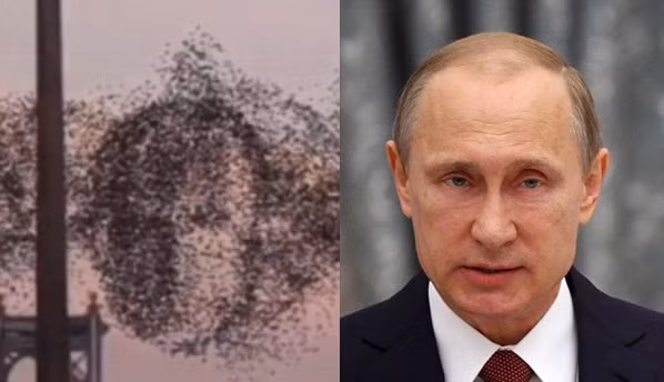 Anh gay soc: Chim tu lai thanh hinh Tong thong Nga Putin-Hinh-2