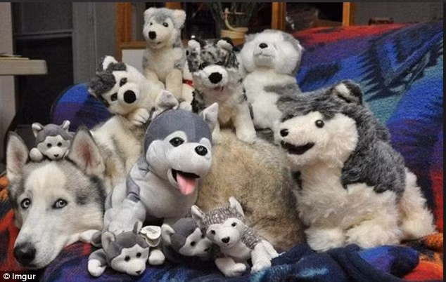 Ở trong một đống chó bông, con chó husky thật liếc nhìn đắc ý với thành quả của mình.