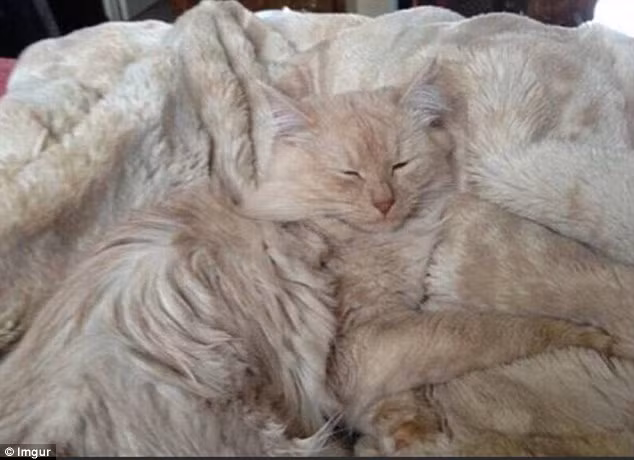 Sẽ rất khó để nhận ra đâu là chiếc chăn và đâu là cô mèo lười nếu không nhìn kỹ.