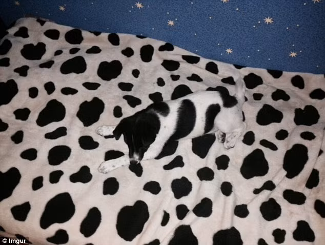 Bạn có thể nhìn ra chú chó đốm ngay từ lần đầu tiên không?