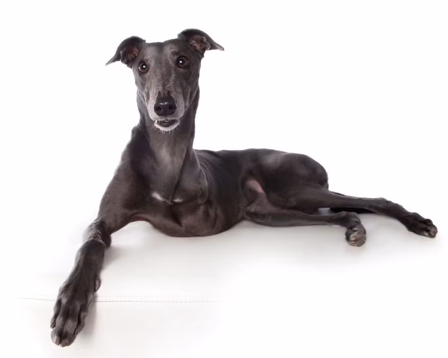 Hầu hết những con vật này đều ý thức được khiếm khuyết cơ thể của mình nhưng chúng không than thở, phiền não đến chết mà chúng cố gắng thích nghi với cơ thể mới của mình với một sự quyết tâm đáng kinh ngạc.