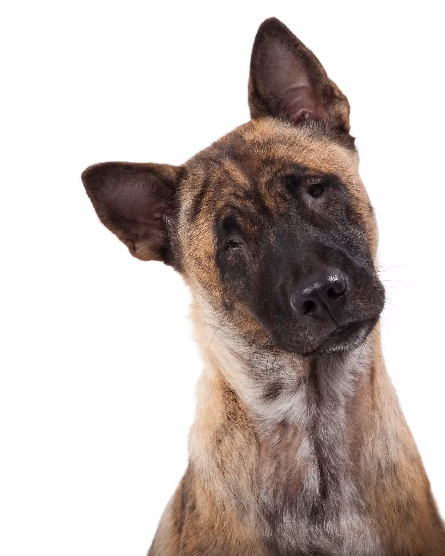 Mia, cô chó bị mù được Hiệp hội bảo vệ động vật Bali cứu và chăm sóc. Tuy bị mù nhưng với bản tính tò mò, Mia rất thích khám phá thiên nhiên, cô luôn lạc quan vui vẻ.