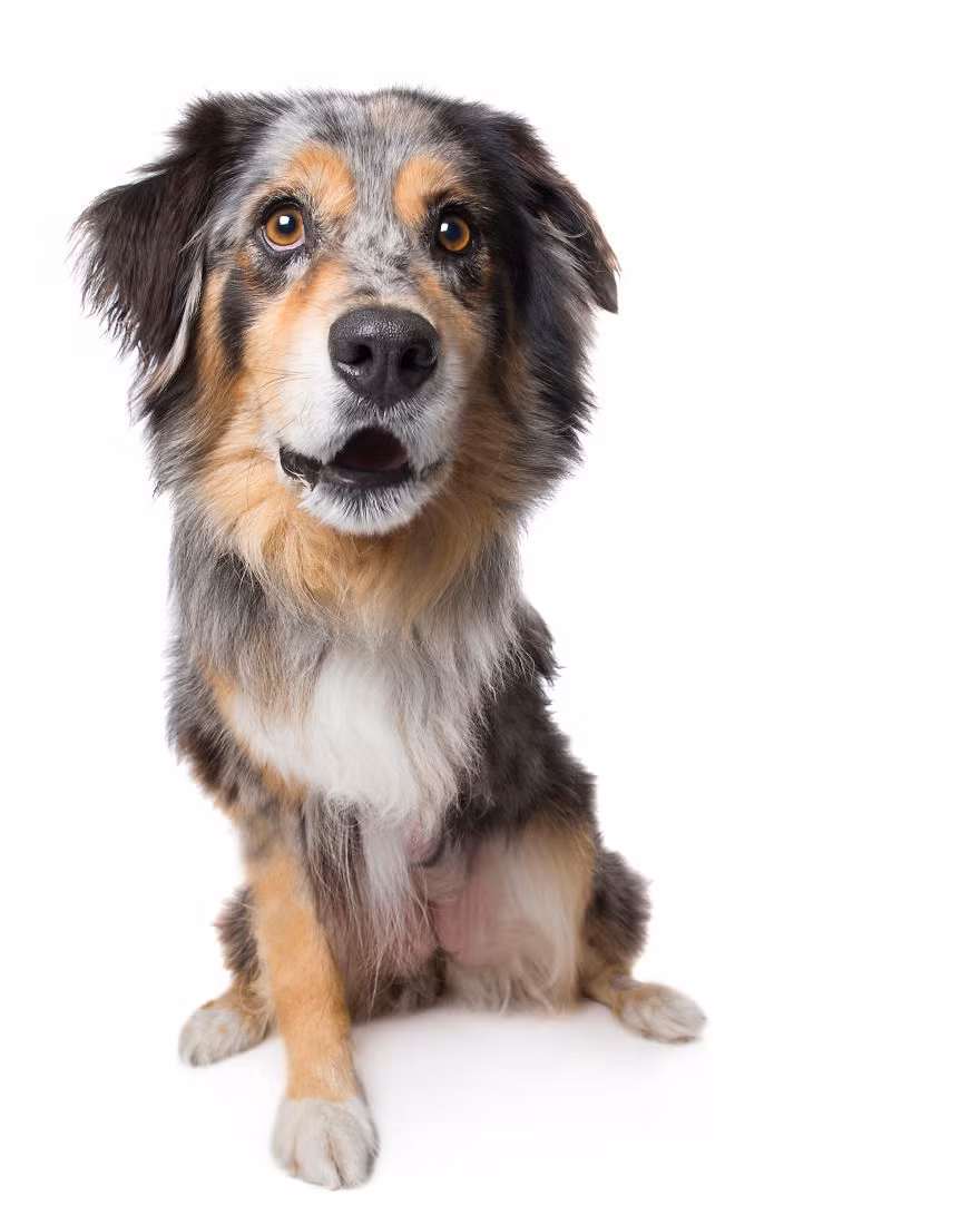 Rowdy, chỉ còn lại ba chân sau cuộc phẫu thuật cắt bỏ chân trái trước vì ung thư.