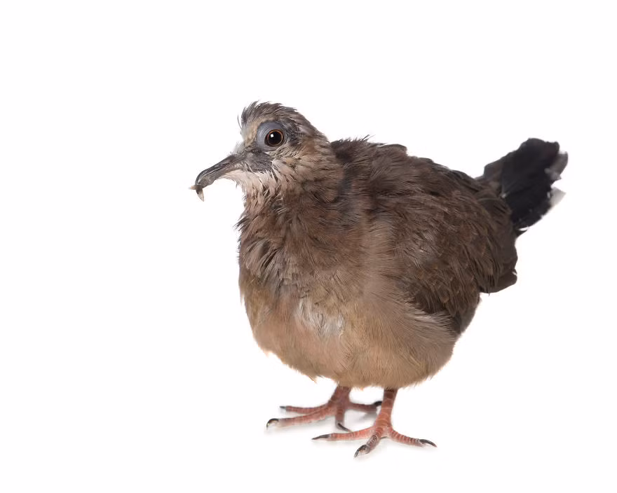 Một chú chim được cứu thoát khi gặp nạn nhưng sau đó chú đã phải chấp nhận phẫu thuật cắt bỏ một phần hộp sọ và mắt phải của mình.