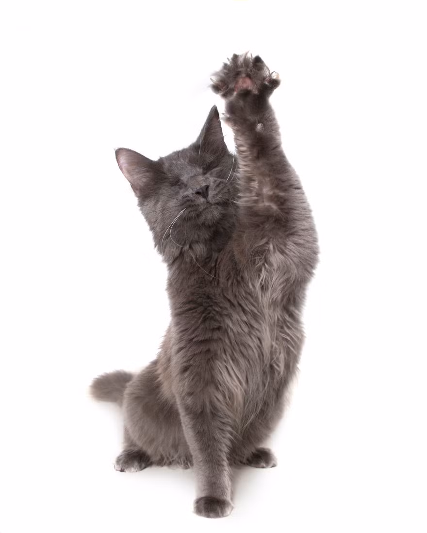 Chính những động vật đáng yêu này đã truyền cảm hứng cho nhiếp ảnh gia động vật hàng đầu của Úc, Alex Cearns làm nên bộ ảnh xúc động, tuyệt đẹp về những động vật tàn nhưng không phế.