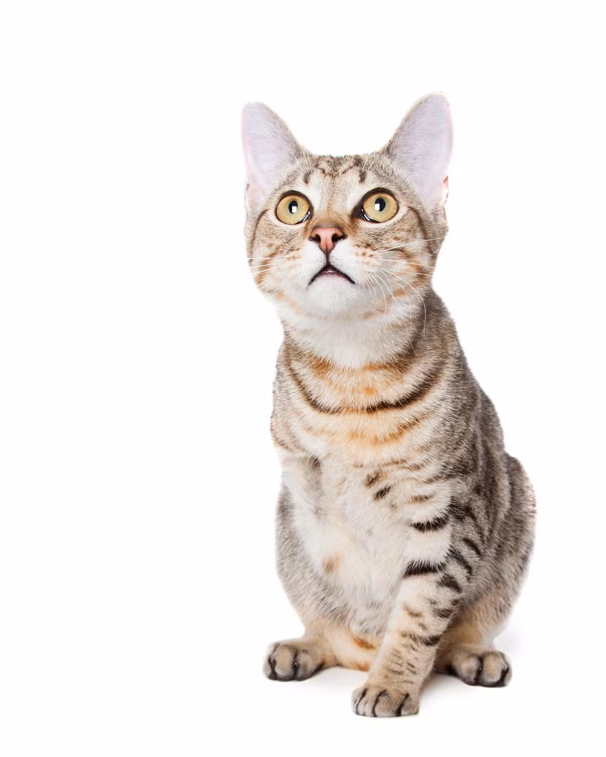 Mèo còn Rupery chỉ còn ba chân sau khi được cứu.