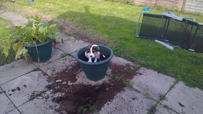 Đào bới thật lực mong mình có thể bám rễ chắc chắn, chú chó này thực sự ước mơ trở thành loài thực vật thân mềm.