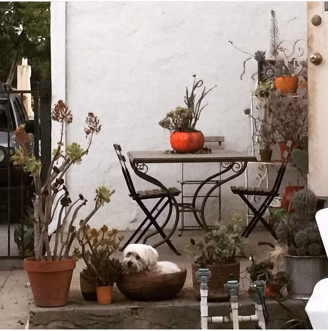 Muốn được yên tĩnh cả ngày, chú chó này nhất quyết đòi chủ nhân cho riêng một bồn cây để tự biến mình thành thực vật.